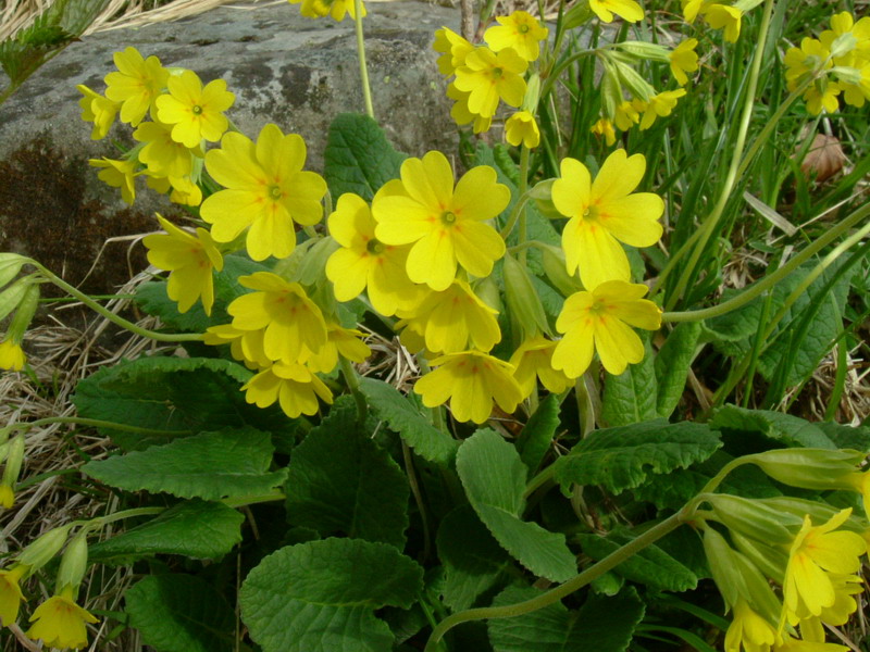 Primula veris / Primula odorosa